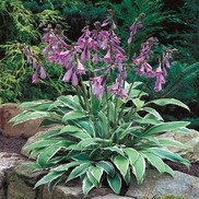 PLANTAIN LILY 'GINKO CRAIG'