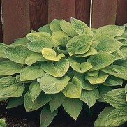 PLANTAIN LILY 'AUGUST MOON'
