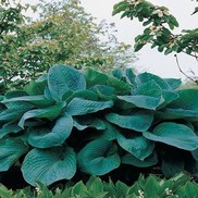 PLANTAIN LILY 'BIG DADDY'