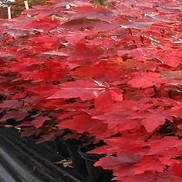 Acer rubrum 'Red Sunset'