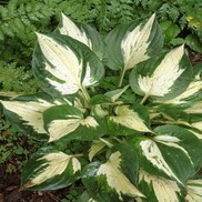 PLANTAIN LILY 'REVOLUTION'