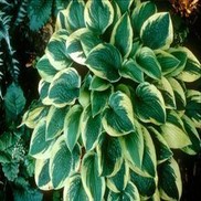 PLANTAIN LILY 'WIDE BRIM'