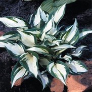 PLANTAIN LILY 'FIRE & ICE'