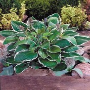 PLANTAIN LILY 'FRANCEE'