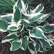 PLANTAIN LILY 'PATRIOT'