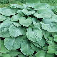 PLANTAIN LILY 'ELEGANS'