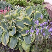 PLANTIAN LILY 'FRANCES WILLIAMS'
