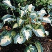 PLANTAIN LILY 'GREAT EXPECTATIONS'