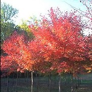 Acer rubrum 'Somerset'