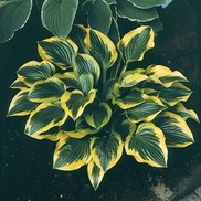 PLANTAIN LILY 'QUEEN JOSEPHINE'