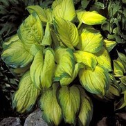 PLANTAIN LILY 'STAINED GLASS'