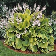 PLANTAIN LILY 'SUM AND SUBSTANCE'