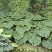 PLANTAIN LILY 'T - REX'