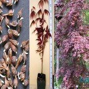 Acer palmatum 'Atro-purpureum ((SEED))'