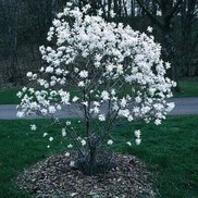 Magnolia stellata 'Royal Star'