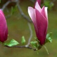 Magnolia  'Jane'