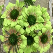 Echinacea purpurea 'Green Envy'