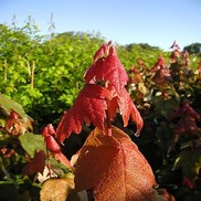 Acer rubrum 'Summer Red'