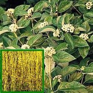Cornus sericea 'Flaviramea'