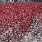 Cornus sericea 'Isanti'