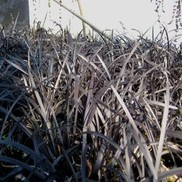 Ophiopogon planiscapus 'arabicus'
