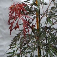Acer dissectum (Laceleaf) 'Tamukeyama'