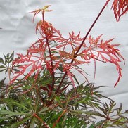 Acer dissectum (Laceleaf) 'Lion Heart'