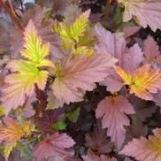 Physocarpus opulifolius 'Center Glow'