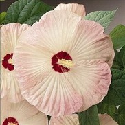 HARDY HIBISCUS LUNA 'BLUSH'