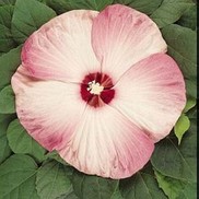 HARDY HIBISCUS LUNA 'PINK SWIRL'