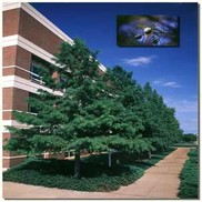 Taxodium distichum 'Bald Cypress'