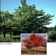 Acer rubrum