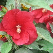 HARDY HIBISCUS  'CRANBERRY PUNCH'