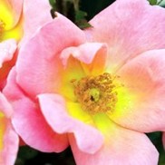 Rosa Radcor 'Knock Out Rainbow'