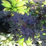 Acer palmatum 'Boskoop Glory'