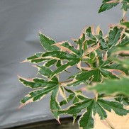 Acer palmatum 'Beni Schichihenge'