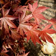 Acer palmatum 'Fireglow'