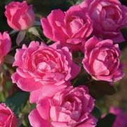Rosa Radtkopink 'Knock Out Double Pink'