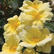 Rosa Radsunny 'Knock Out Sunny'