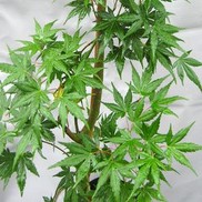 Acer palmatum 'Omure yama'