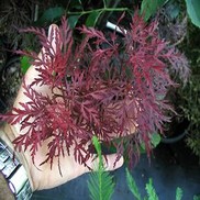 Acer dissectum (Laceleaf) 'Ever Red'