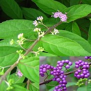 Callicarpa dichotoma 'Purple Passion'
