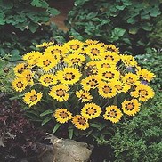 Coreopsis grandiflora 'Sunfire'