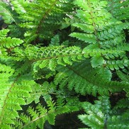 Polystichum polyblepharum