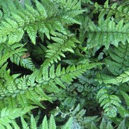 Polystichum tsus-simense