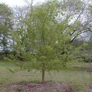 Acer truncatum 'Shantung Maple'