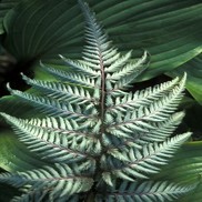 Athryrium niponicum 'Pictum'