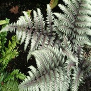 Athryrium niponicum 'Pictum'