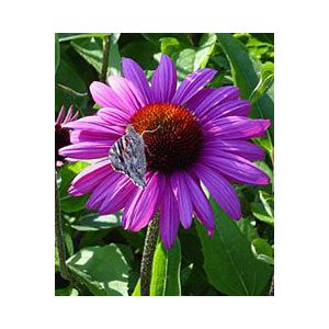 Echinacea purpurea 'Elton Knight'