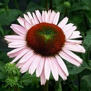 CONEFLOWER 'HOPE'